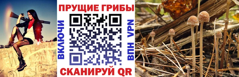 магазин продажи наркотиков  Чернушка  Псилоцибиновые грибы Psilocybine cubensis 